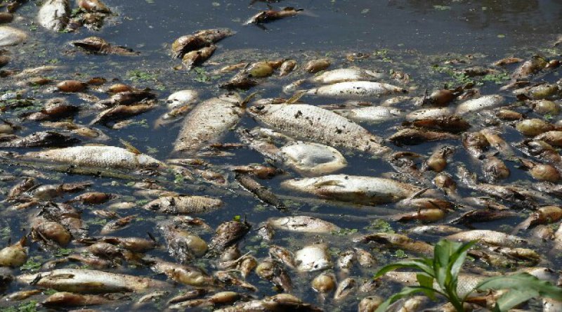 Eskişehir Porsuk Çayı'nda balık ölümleri