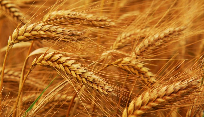 Tarım ve Orman Bakanlığı'ndan "buğday sıkıntısı yaşanacak" yorumlarına yanıt