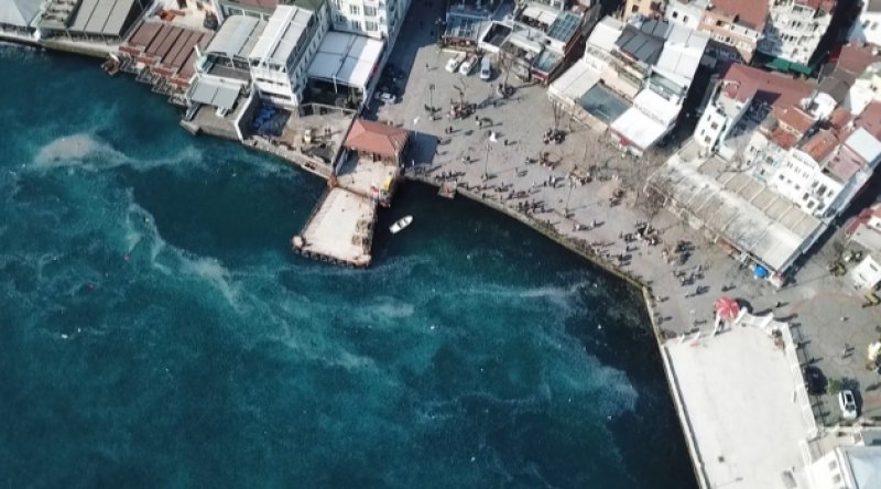 İstanbul Boğazı binlerce denizanası tarafından istilaya uğradı