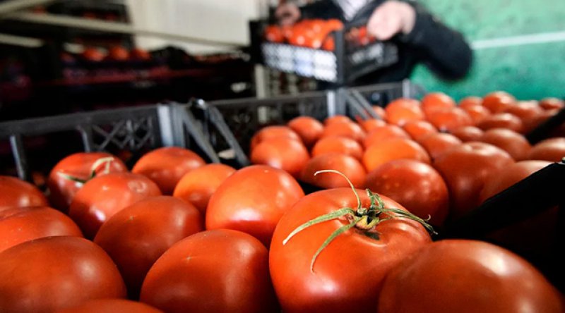 Rusya'ya domates sevkiyatı kota artırılarak başlıyor
