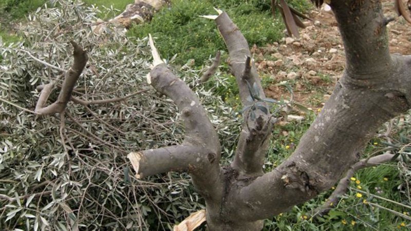 Siyonist çeteler Filistinlilerin arazi ve zeytinliklerine saldırdı