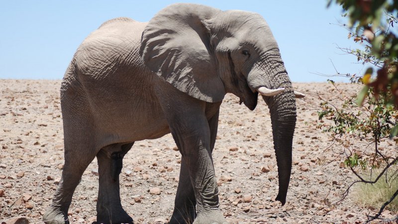 Orta Afrika'daki fil nüfusu 30 yılda yüzde 86 azaldı