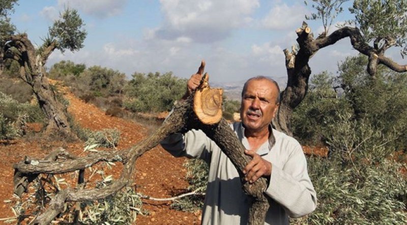 Yahudi yerleşimcilerden ağaç katliamı: Filistinlilere ait 300 zeytin ağacı kesildi