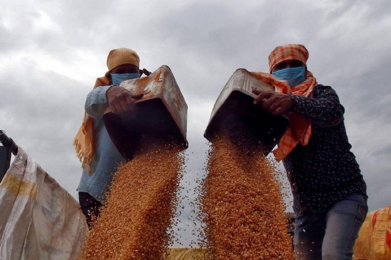 Hindistan'dan hastalıklı buğday ithal edildi mi? Tarım Bakanlığı Açıkladı!
