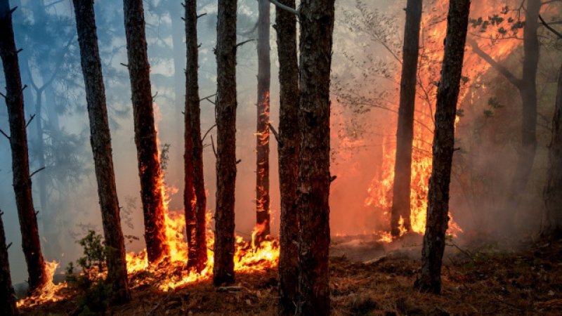 Orman yangınına neden olan kişiye 155 bin lira tazminat cezası