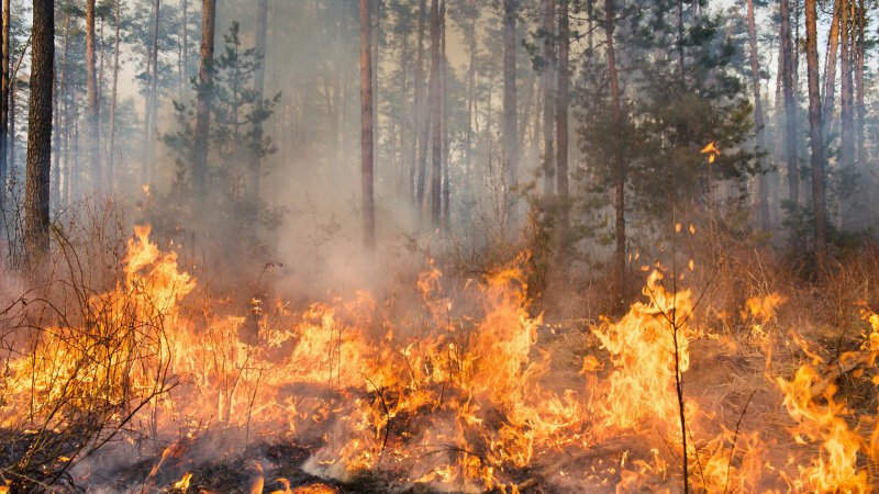 Orman Genel Müdürlüğü: 270 orman yangınından 267'si kontrol altında