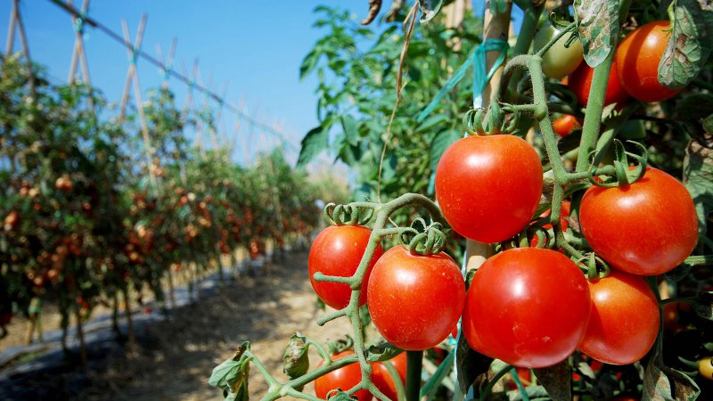 Türkiye'den yılın 3 ayında 128 milyon 909 bin dolarlık domates ihracatı