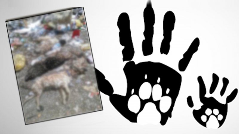 Çanakkale, Ayvacık'ta yaklaşık 30 köpek ve kedi zehirlendi!