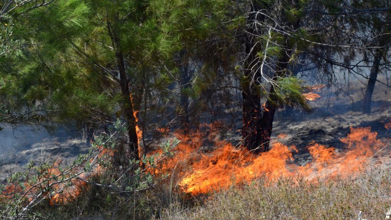 Antalya'da orman yangını: 15 dekarlık alanda maki, zeytin ve çam ağaçları yandı
