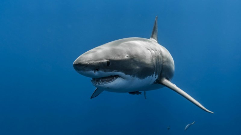 "Okyanuslardaki köpek balığı ve vatoz nüfusu 50 yılda yüzde 71 azaldı"