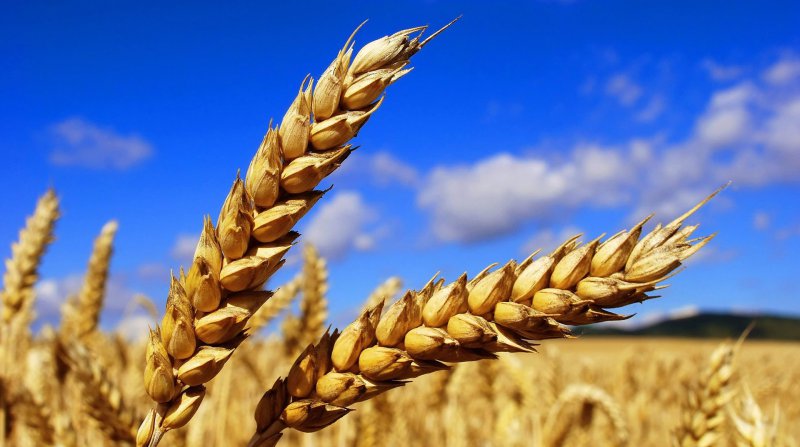 Buğday fiyatları son 6 yılın zirvesine çıktı