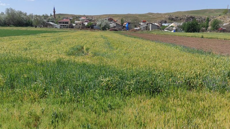 Sivas'ta sıfırın altına düşen sıcaklıklar nedeniyle ekili ürünlerin yüzde 80'ini zarar gördü