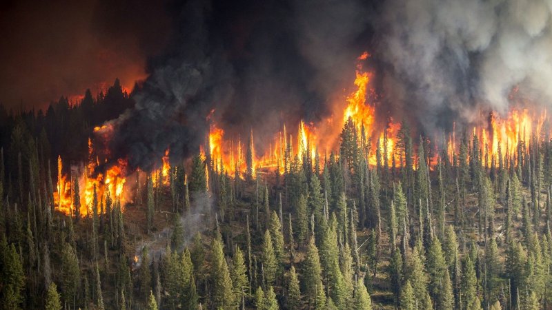 TZOB, orman yangınlarından zarar gören çiftçiler için yardım kampanyası başlattı