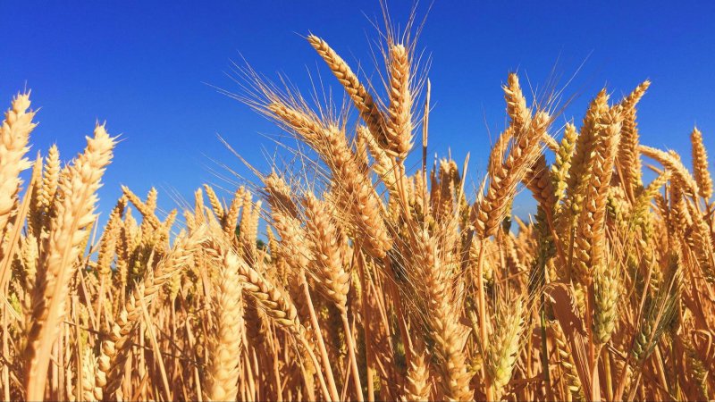 Don ve kuraklık nedeniyle buğdayda yüzde 50’nin üzerinde rekolte kaybı