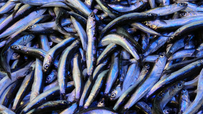 Balık fiyatlarında artış: Hava değişince 25 liralık hamsi 40 liraya çıkıyor