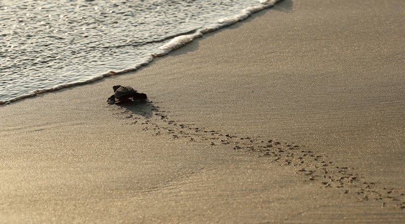 Meksika'da 300 kaplumbağa kıyıya vurdu