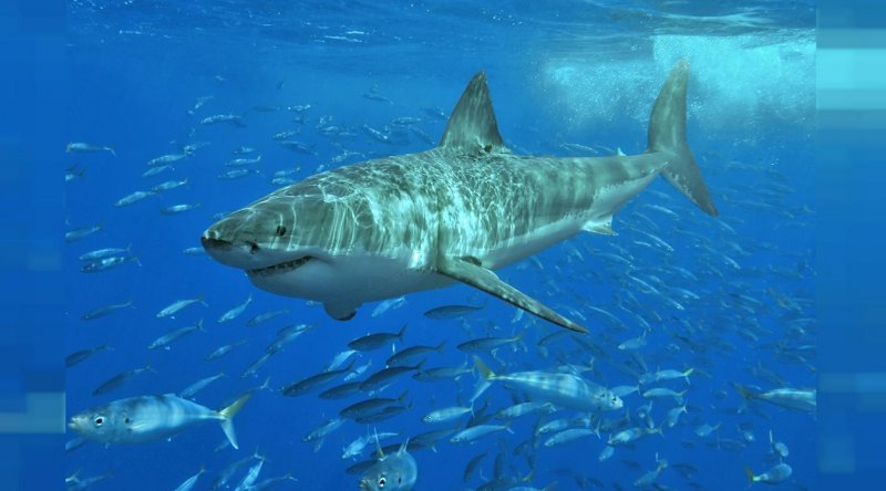 Köpek balığı saldırıları yüzde 35 arttı