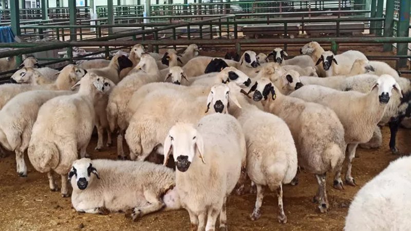 220 Koyunu Telef Oldu, Yem Firması Hakkında Suç Duyurusunda Bulundu