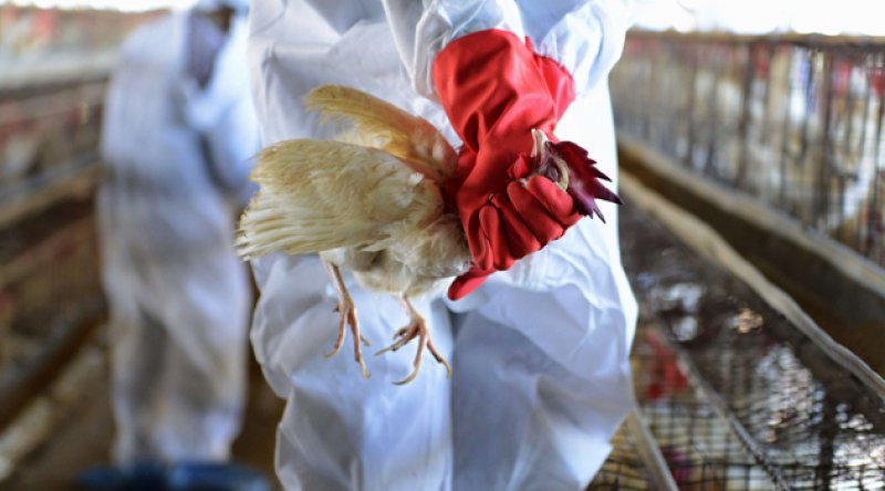 Japonya'da kuş gribi alarmı: Yüz binlerce tavuk öldürülecek