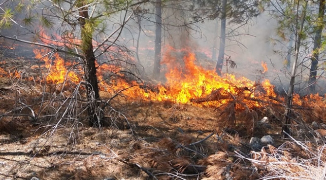 Mersin’de orman yangını: Üç uçak, 86 arazözle müdahale ediliyor