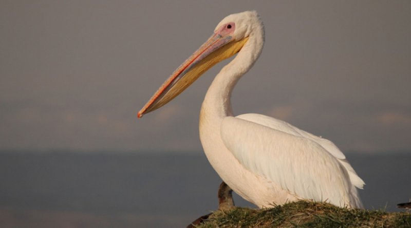 Senegal'de 750 pelikanın kuş gribi yüzünden öldüğü ortaya çıktı