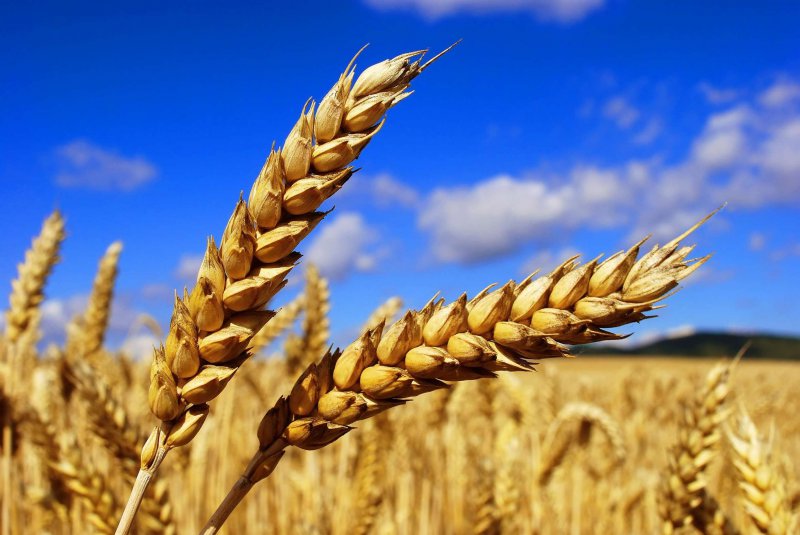 TMO buğdaya yüzde 22 zam yaptı, ekmek fiyatına yansıyacak