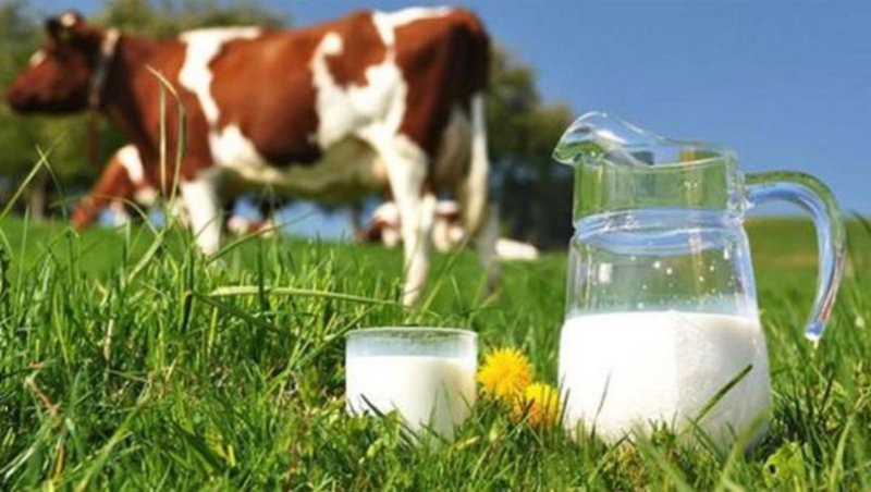 İnek sütü miktarı yüzde 10 arttı