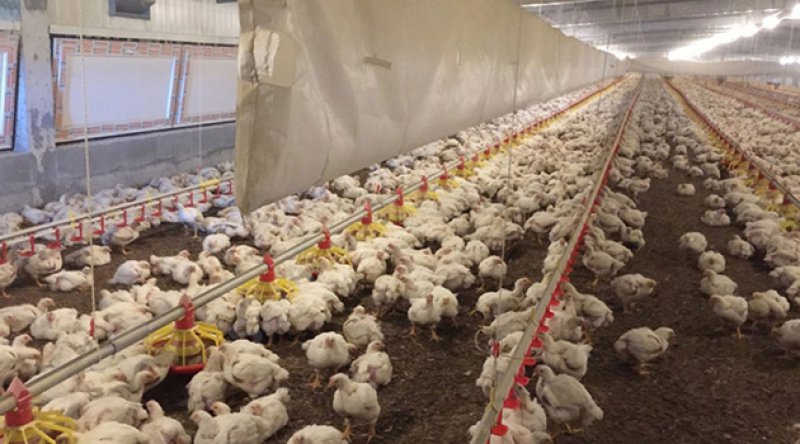 12 tavuk çiftliği icradan satışa çıkarıldı