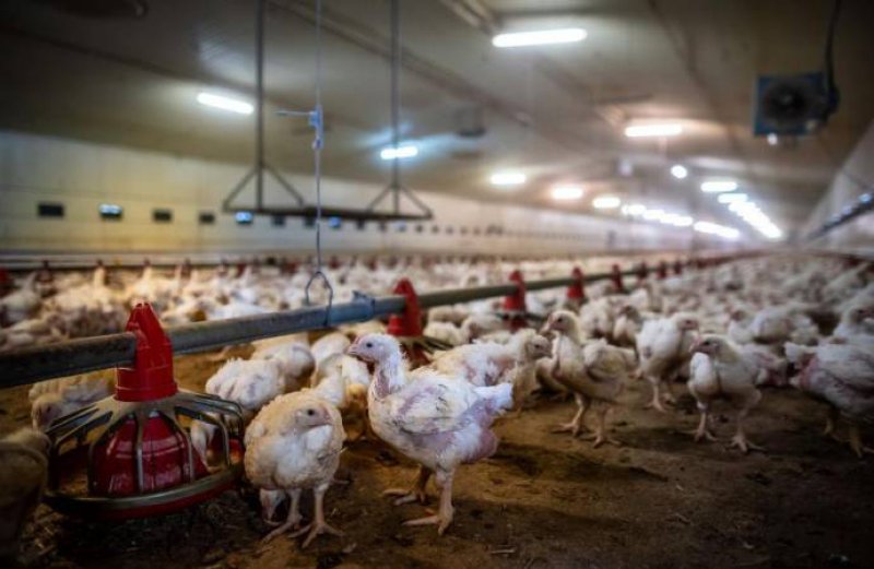 İran'da bir milyon tavuk itlaf edildi