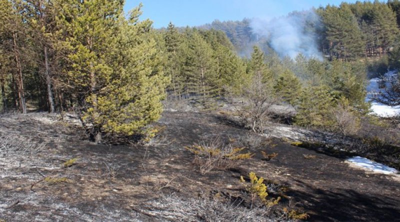 Kastamonu'daki yangında 15 dekar ormanlık alan zarar gördü, 60 arı kovanı yandı