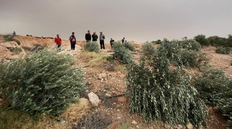 İşgalciler Filistinlilere ait 600 zeytin ağacını kesti