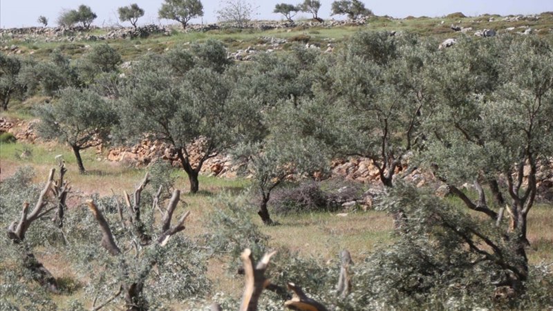 Yahudi yerleşimciler Filistinlilere ait zeytin ağaçlarını söktü