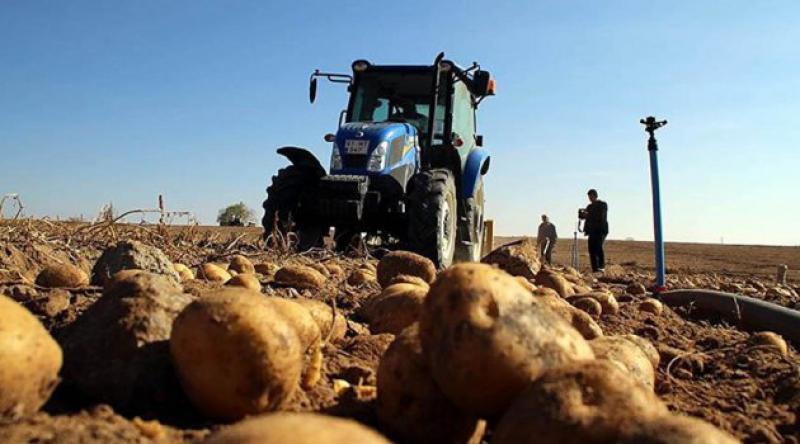 Bakan Pakdemirli'den açıklama: Patates üretiminde yasaklama oldu mu?