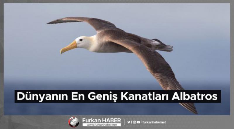 Dünyanın En Geniş Kanatları Albatros