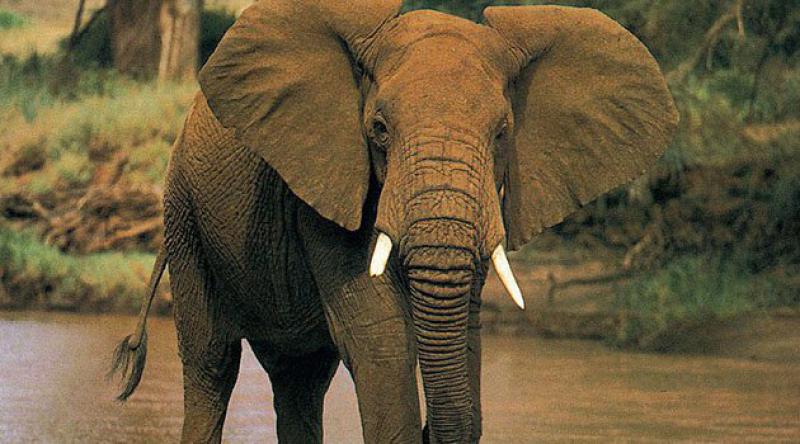 Fillerin Şaşırtan Yeteneği