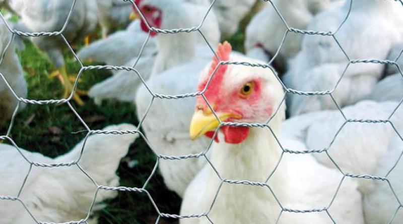 Gebze'de 10 Bin Tavuk İtlaf Edildi
