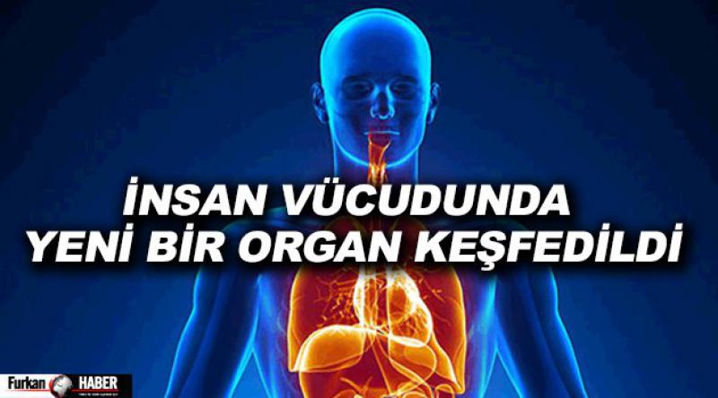 İnsan Vücudunda Yeni Bir Organ Keşfedildi