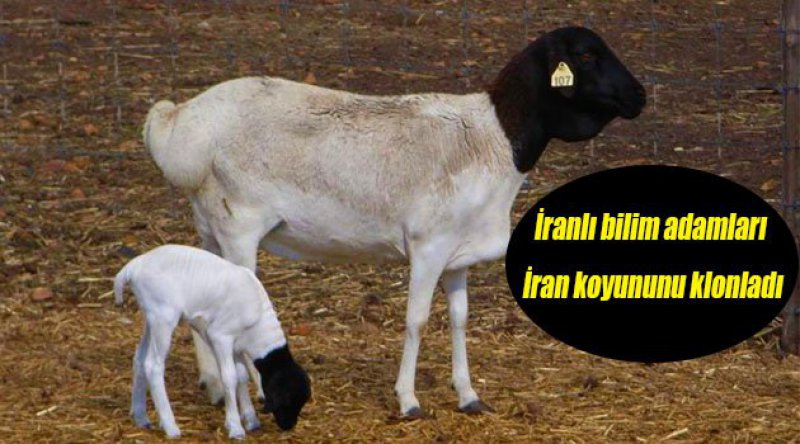 İranlı bilim adamları İran koyununu klonladı
