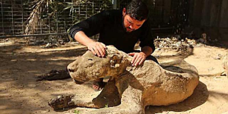 İsrail Zulmü Hayvanları Katletti