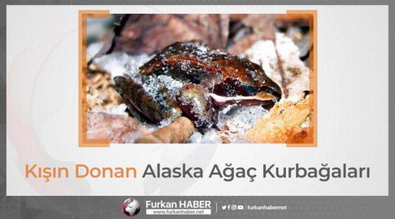 Kışın Donan Alaska Ağaç Kurbağaları
