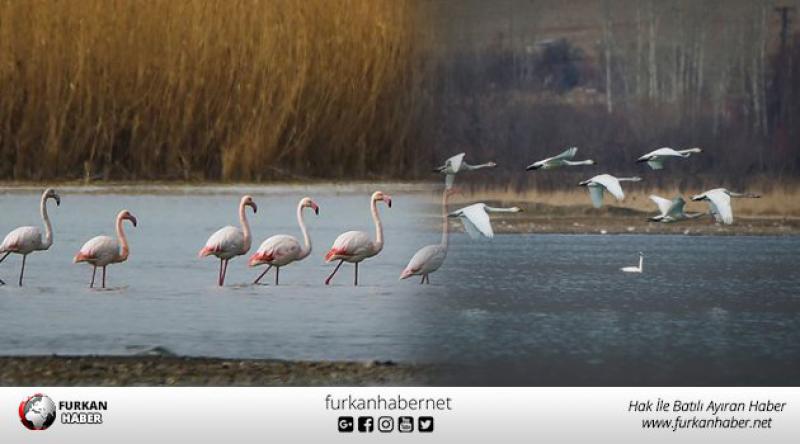 Kuğu ve flamingolardan Van gölünde tefekkürlük görüntüler