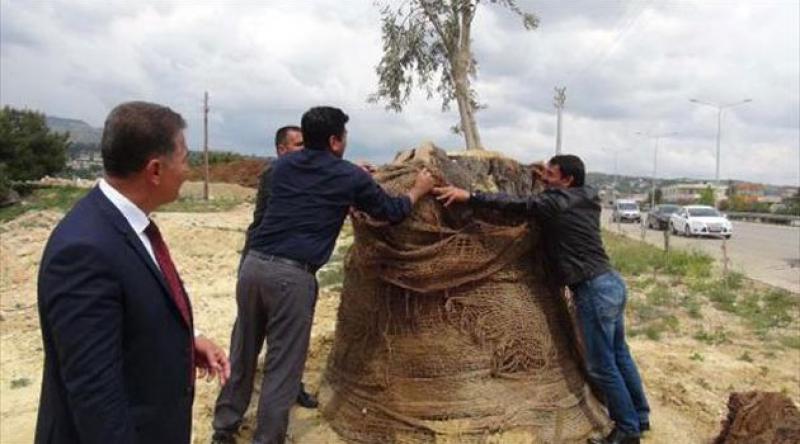  Mersin'de aşılanan 800 yıllık zeytin ağacı filizlendi