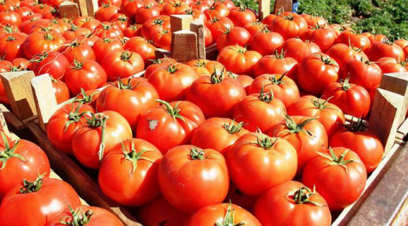 Rus uzmanlar, Türk domates üreticilerini denetleyecek