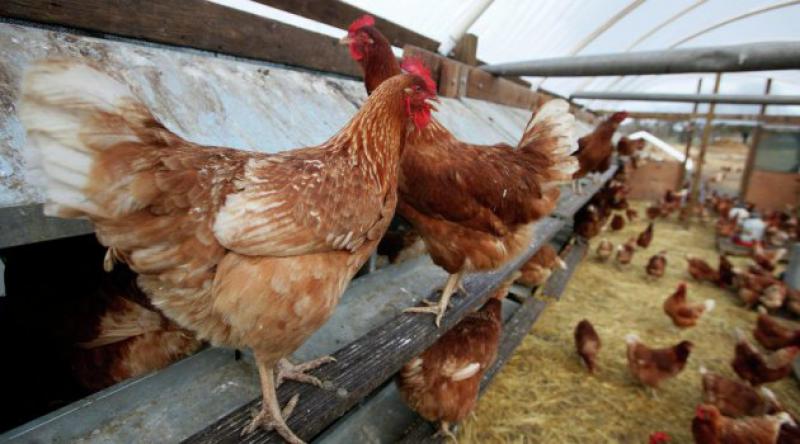 Rusya Türkiye'den gelen tavuk etinin ülkeye girmesine izin vermedi