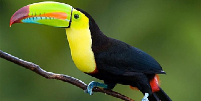 Subhanallah diyeceksiniz! Dünyanın en güzel 25 kuşu