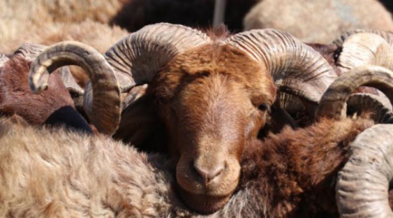 Türkiye 20 ülkeden sığır, 8 ülkeden de koyun ithal ediyor