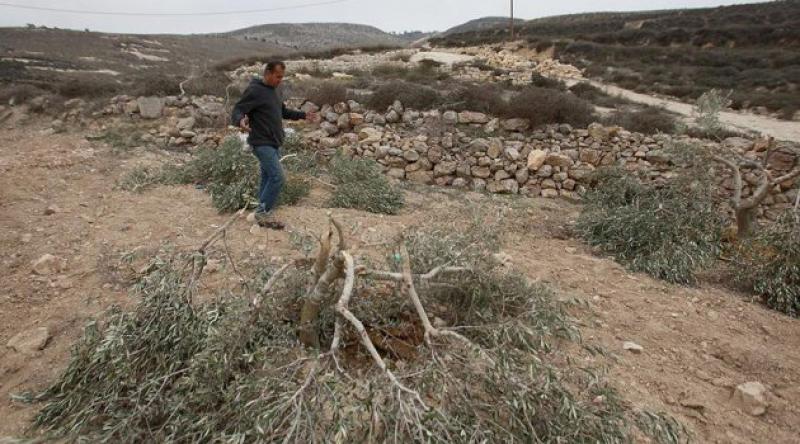 Yahudi yerleşimciler Filistinlilere ait 30 zeytin ağacını kesti
