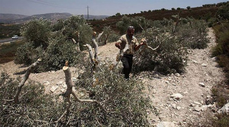 Yahudi Yerleşimciler Filistinlilerin Ağaçlarına Saldırdı